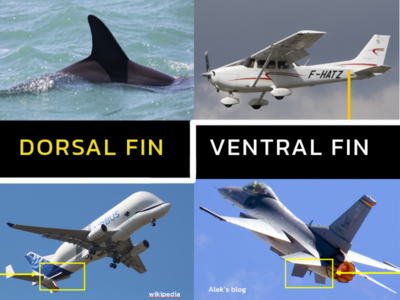 Dorsal Fin และ Ventral Fin