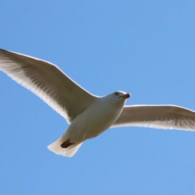 bird1